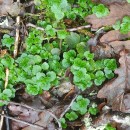 Chrysosplenium oppositifolium L.Chrysosplenium oppositifolium L.