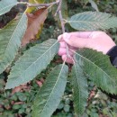 Castanea sativa Mill.Castanea sativa Mill.