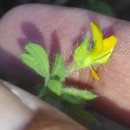 Lotus subbiflorus Lag.Lotus subbiflorus Lag.