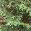 Thuja plicata Donn ex D. DonThuja plicata Donn ex D. Don