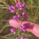 Erica cinerea L.Erica cinerea L.