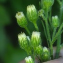 Erigeron sumatrensis Retz.Erigeron sumatrensis Retz.