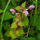 Lamium maculatum L.Lamium maculatum L.