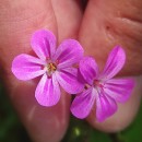 Geranium robertianum L.Geranium robertianum L.
