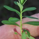 Euphorbia flavicoma DC. subsp. occidentalis M. LaínzEuphorbia flavicoma DC. subsp. occidentalis M. Laínz