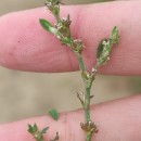 Polygonum aviculare L. subsp. rurivagum (Boreau) BerherPolygonum aviculare L. subsp. rurivagum (Boreau) Berher