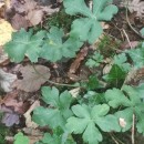 Sanicula europaea L.Sanicula europaea L.