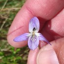 Viola lactea Sm.Viola lactea Sm.