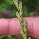 Lolium perenne L.Lolium perenne L.