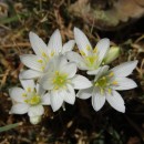 Identifícalas