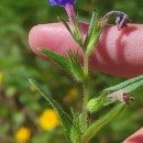 Glandora prostrata (Loisel.) D.C.ThomasGlandora prostrata (Loisel.) D.C.Thomas