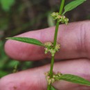 Rumex conglomeratus MurrayRumex conglomeratus Murray