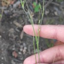 Juncus bufonius L.Juncus bufonius L.