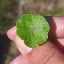 Hydrocotyle vulgaris L.Hydrocotyle vulgaris L.