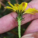 Picris hieracioides L.Picris hieracioides L.