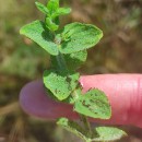 Hypericum elodes L.Hypericum elodes L.