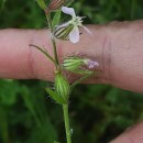 Silene gallica L.Silene gallica L.