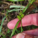 Carex demissa Hornem.Carex demissa Hornem.