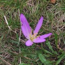 Colchicum montanum L.Colchicum montanum L.