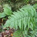 Dryopteris filix-mas (L.) SchottDryopteris filix-mas (L.) Schott