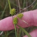 Carex demissa Hornem.Carex demissa Hornem.
