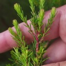 Erica erigena R. Ross R.RossErica erigena R. Ross R.Ross
