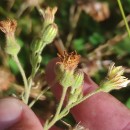 Andryala integrifolia L.Andryala integrifolia L.