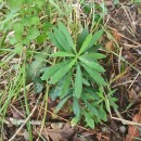 Euphorbia amygdaloides L.Euphorbia amygdaloides L.