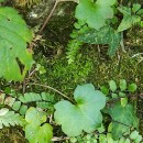 Cymbalaria muralis P. Gaertn., B. Mey. & Scherb.Cymbalaria muralis P. Gaertn., B. Mey. & Scherb.