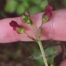 Scrophularia auriculata L.Scrophularia auriculata L.