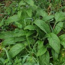 Pentaglottis sempervirens (L.) Tausch ex L.H. BaileyPentaglottis sempervirens (L.) Tausch ex L.H. Bailey