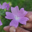 Malva tournefortiana L.Malva tournefortiana L.