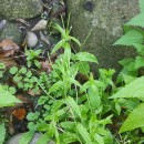 Epilobium obscurum Schreb.Epilobium obscurum Schreb.