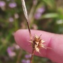 Carex durieui Steud. ex KunzeCarex durieui Steud. ex Kunze