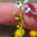 Myosotis secunda A. MurrayMyosotis secunda A. Murray