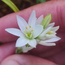 Ornithogalum broteroi M. LaínzOrnithogalum broteroi M. Laínz