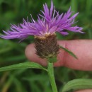 Centaurea nigra L. subsp. nigra .Centaurea nigra L. subsp. nigra .