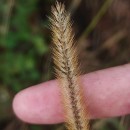 Setaria pumila (Poir.) Schult.Setaria pumila (Poir.) Schult.