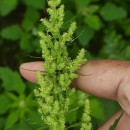 Chenopodium album L.Chenopodium album L.