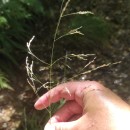 Deschampsia cespitosa (L.) P.Beauv.Deschampsia cespitosa (L.) P.Beauv.