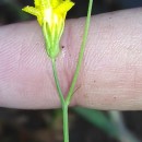 Crepis capillaris (L.) Wallr.Crepis capillaris (L.) Wallr.