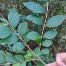 Ligustrum ovalifolium Hassk.Ligustrum ovalifolium Hassk.