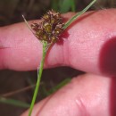 Luzula campestris (L.) DC.Luzula campestris (L.) DC.