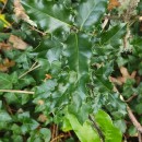 Ilex aquifolium L.Ilex aquifolium L.