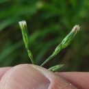 Symphyotrichum squamatum (Spreng.) G.L.NesomSymphyotrichum squamatum (Spreng.) G.L.Nesom