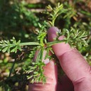 Artemisia crithmifolia L.Artemisia crithmifolia L.