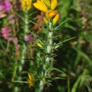Ulex gallii Panch. subsp. breoganii (Castrov. & Valdés Berm.) Rivas Mart., T.E. Díaz, Fern. Prieto, Loidi & PenasUlex gallii Panch. subsp. breoganii (Castrov. & Valdés Berm.) Rivas Mart., T.E. Díaz, Fern. Prieto, Loidi & Penas