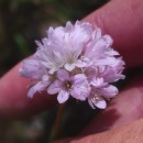 Armeria duriaei Boiss.Armeria duriaei Boiss.