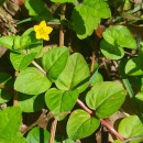 Lysimachia nemorum L.Lysimachia nemorum L.