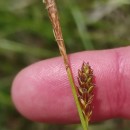 Carex distans L.Carex distans L.